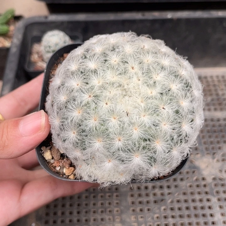 925佛头单头仙人球植物
