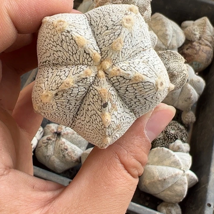 西****堂恩冢仙人球1966号