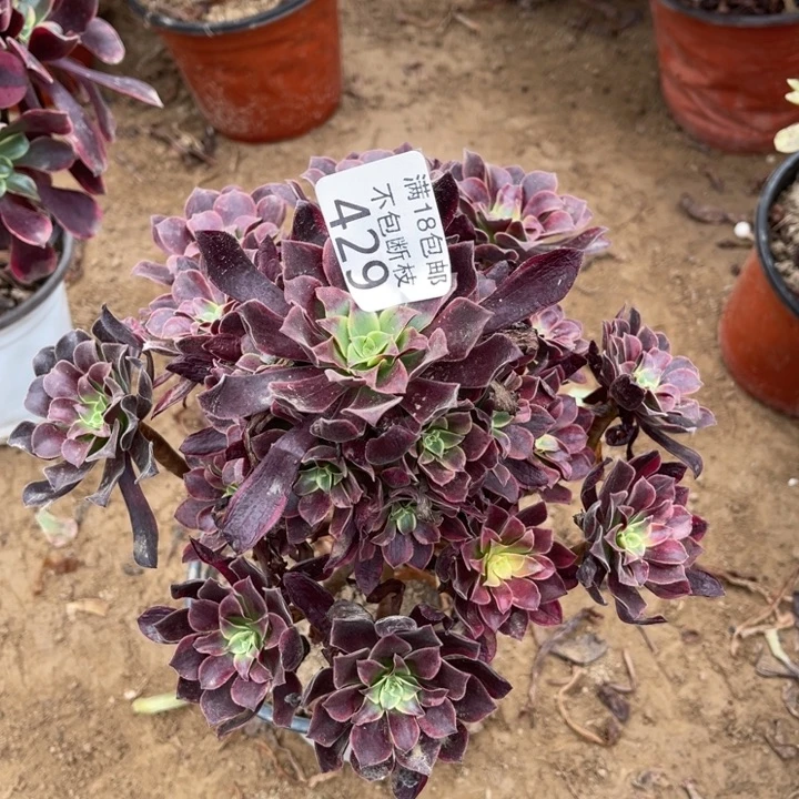 429金丝雀手捧1号棚