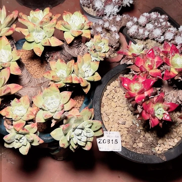 P*Z小鹿多肉一物一拍815样样好