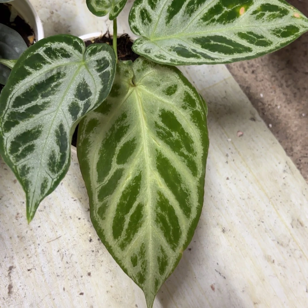 不开花植物室内观叶植物