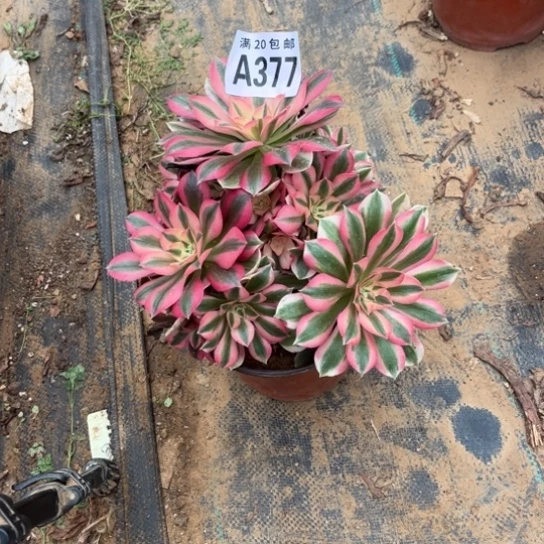 377女巫法师不包断枝