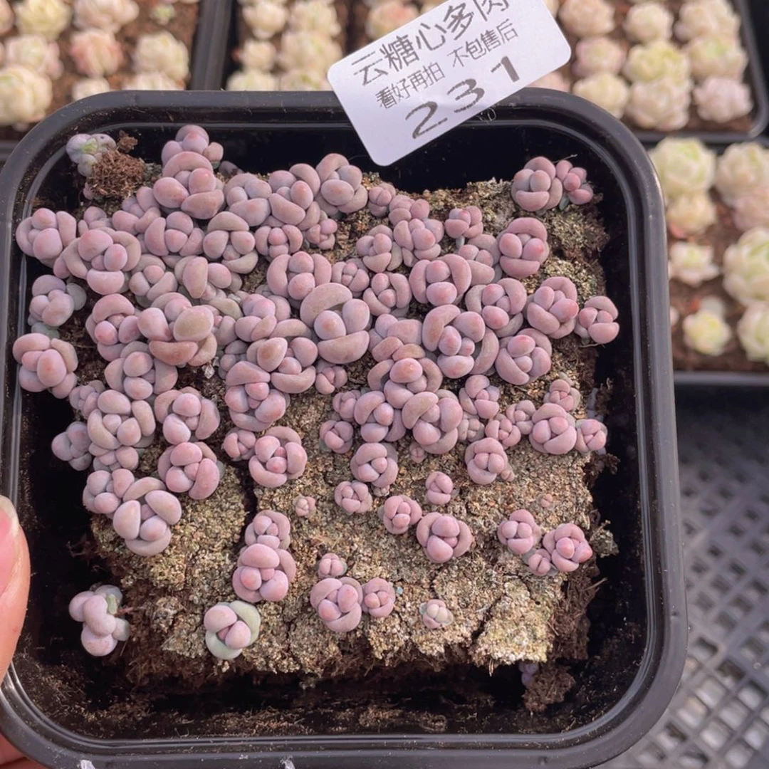 云糖心多肉植物231