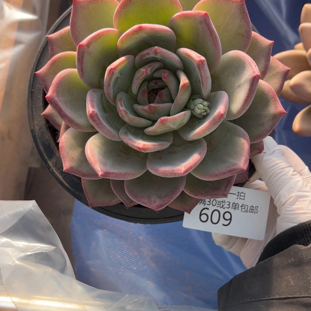 609夜魔侠多肉植物