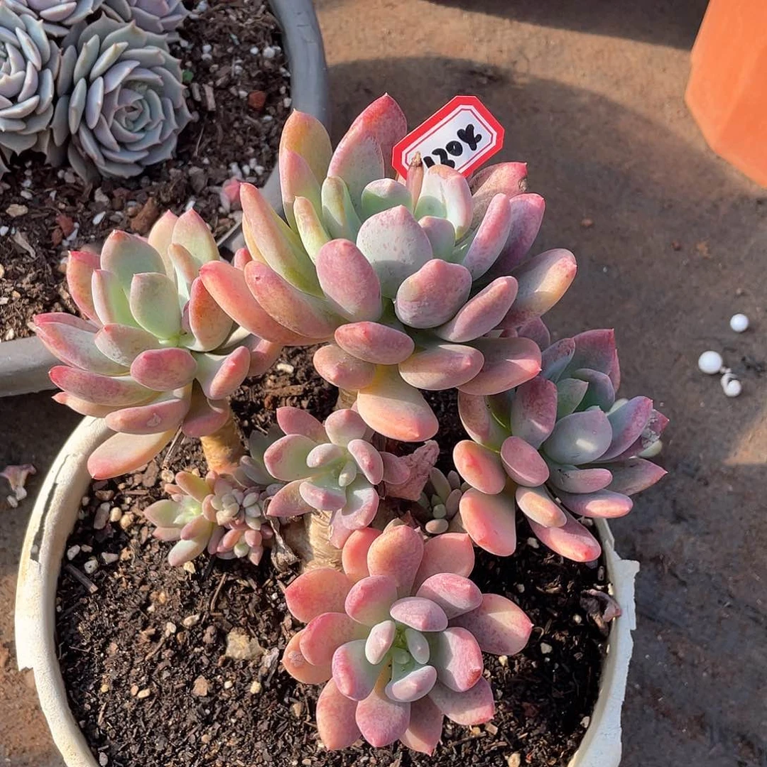 1304灰姑娘一物一拍多肉