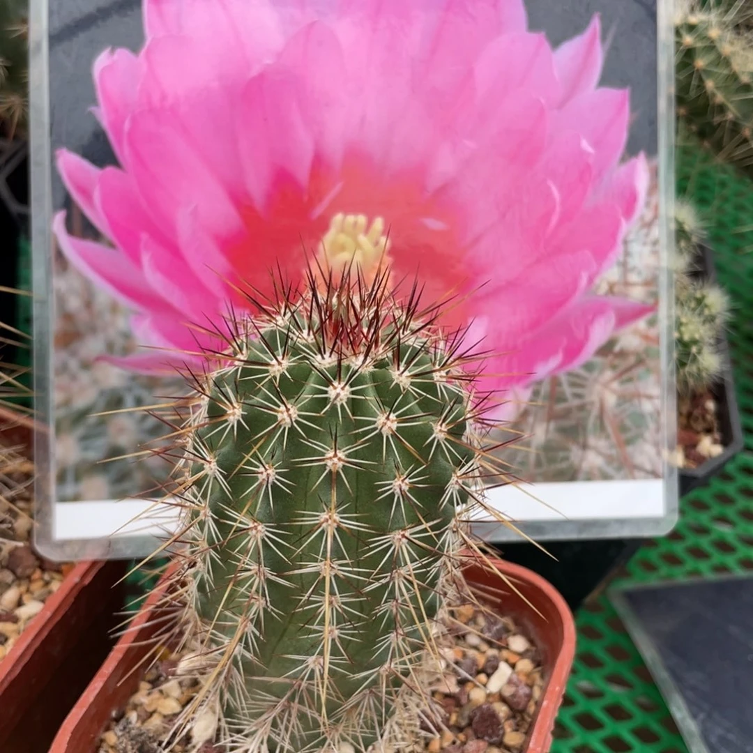 鹿角柱实生仙人球幻虾