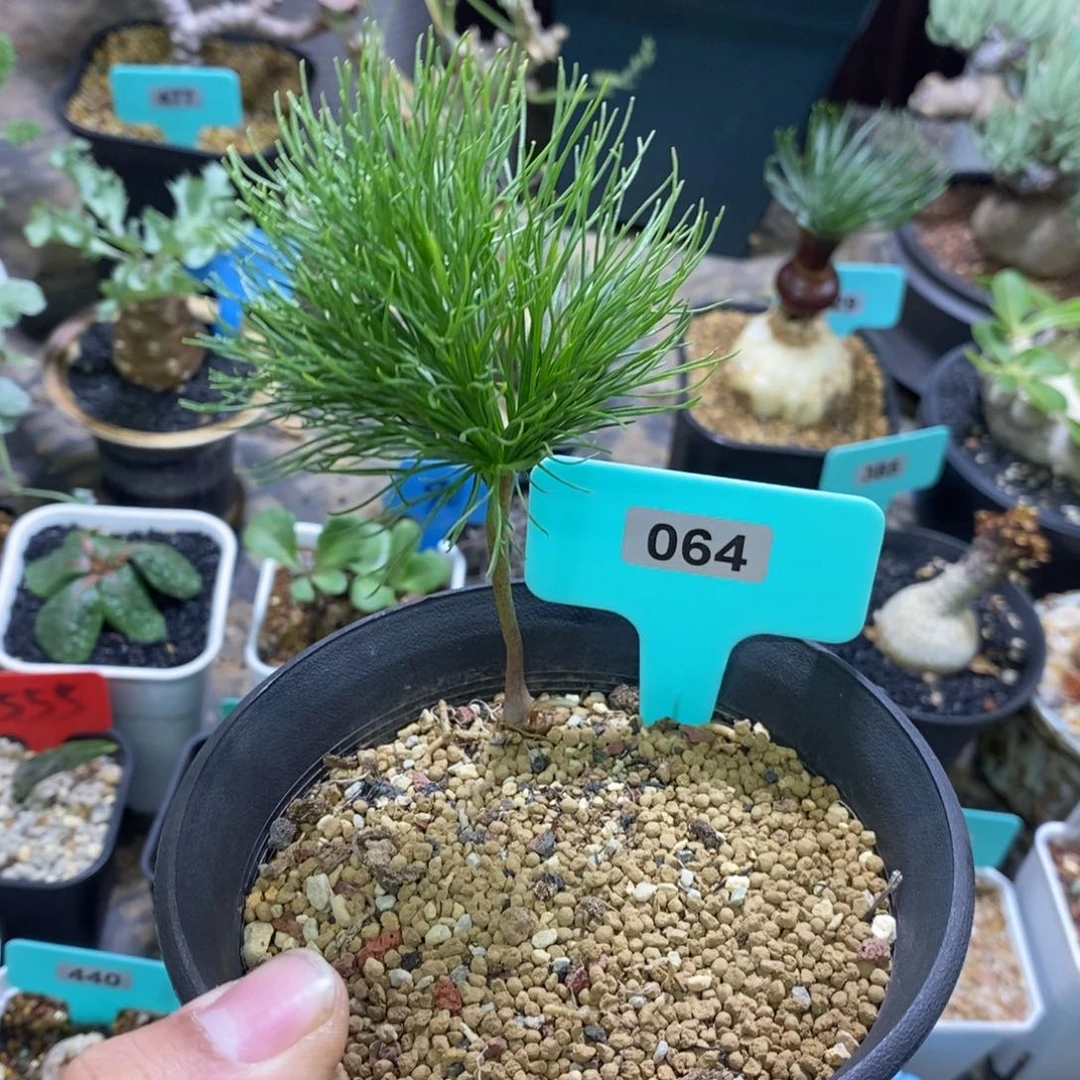 扫把头多肉植物一个