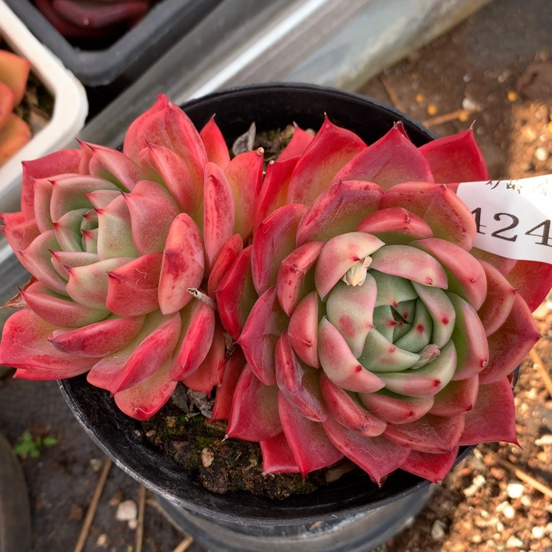 4247杂交多肉植物