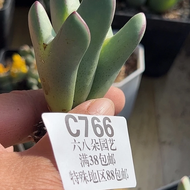 766号大将111111111111444