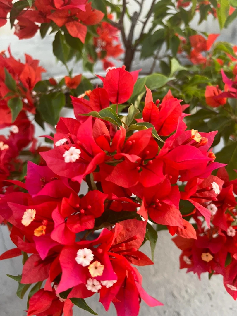 【热火桑巴】三角梅四季开花勤花品种盆栽地栽室内外庭院爬藤绿植物