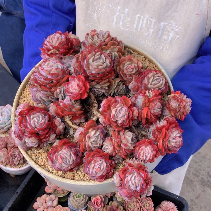 E****y一物一拍含盆土满38包邮D342