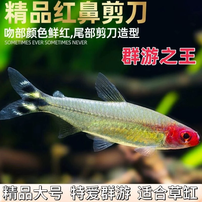 红鼻灯红鼻子钻石刀鱼小型热带观赏鱼淡水灯科鱼群游鱼草缸饲养