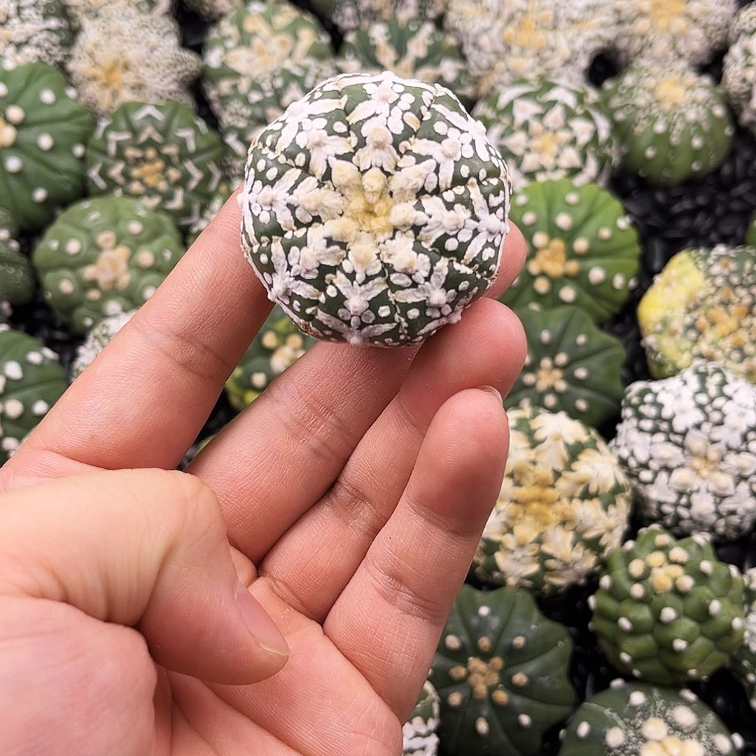 哈哈哈哈哈哈哈ｖ兜兜