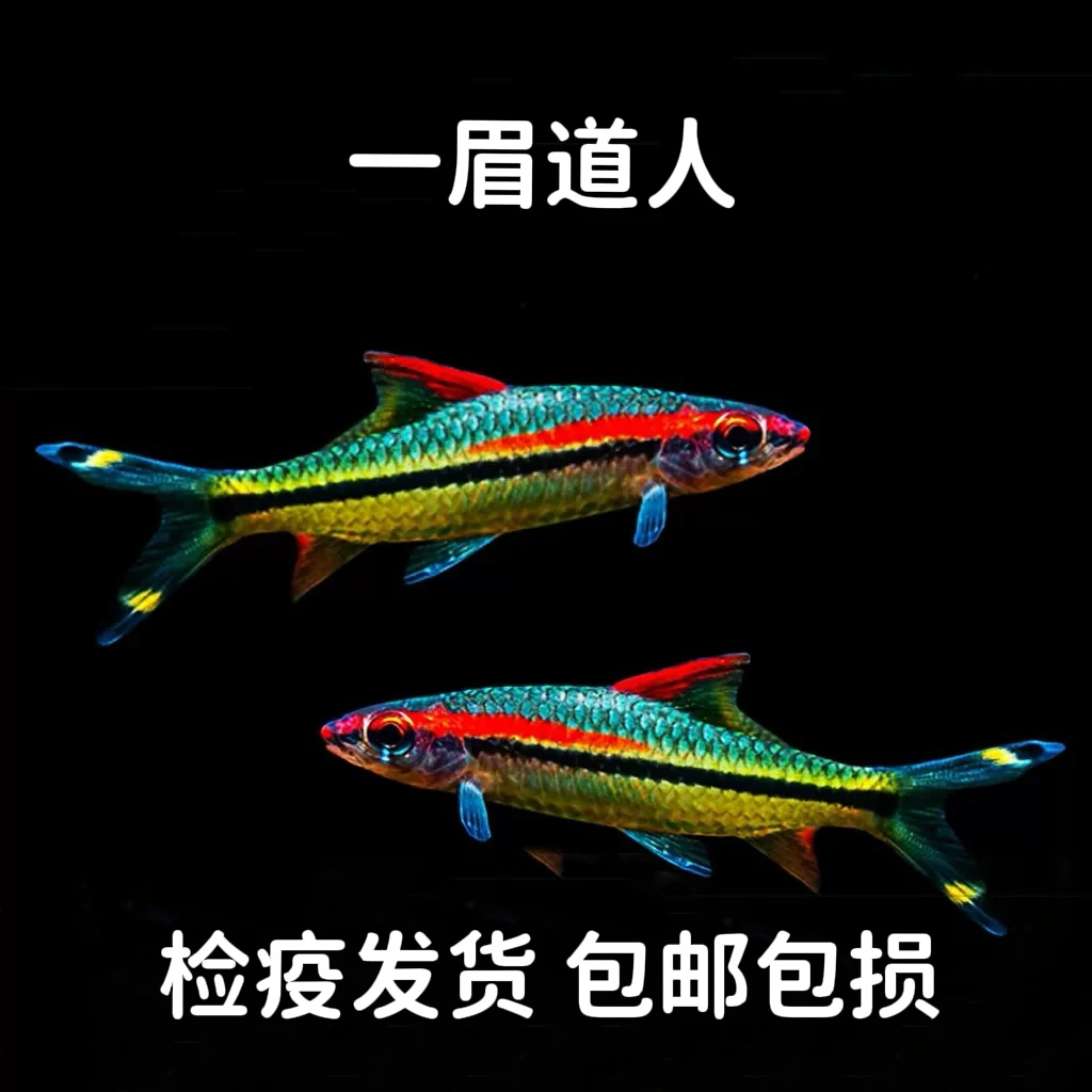 一眉道人鱼小型热带鱼