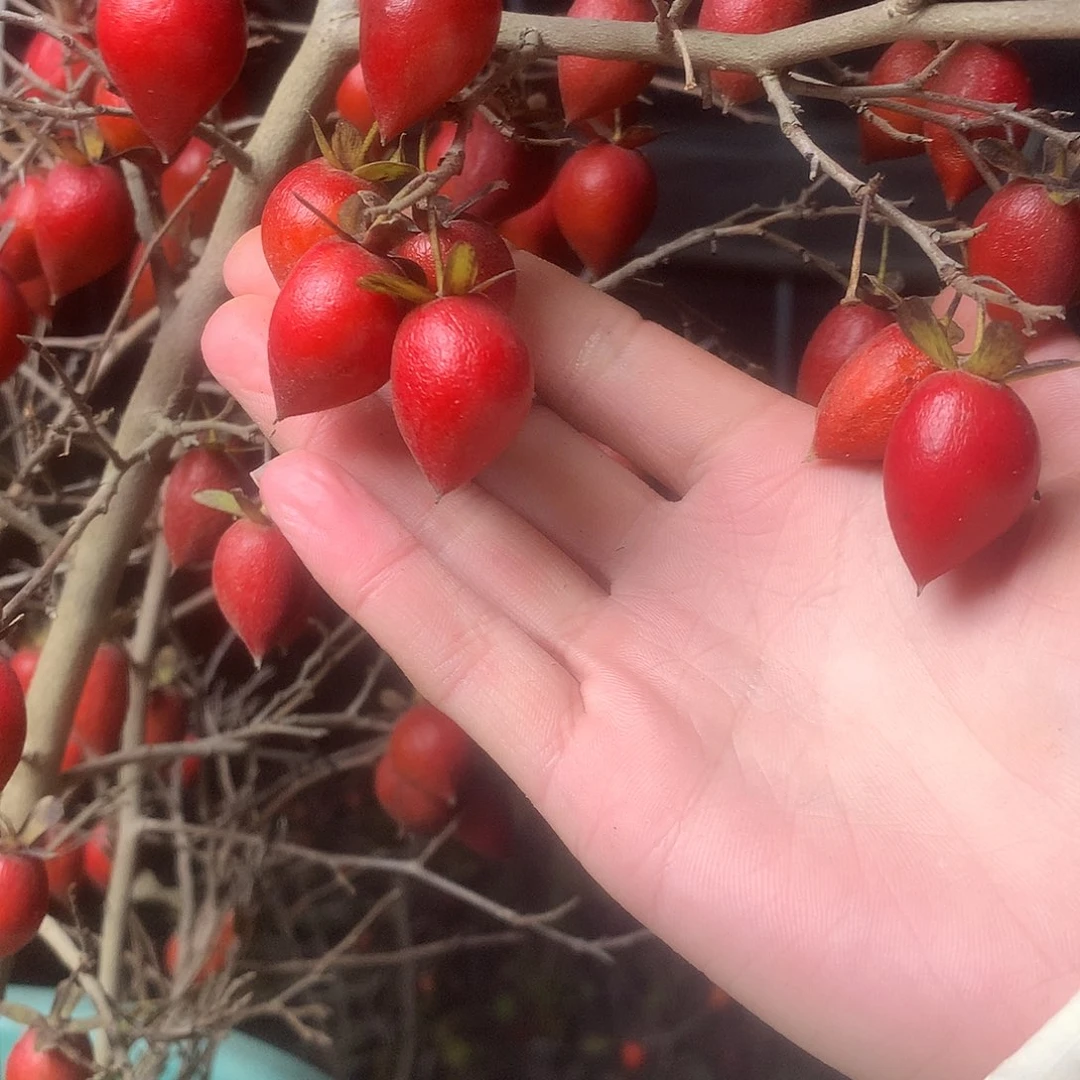 无花朵老鸦的眼睛