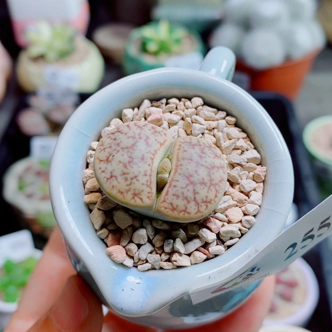 生石花花花花花花花255
