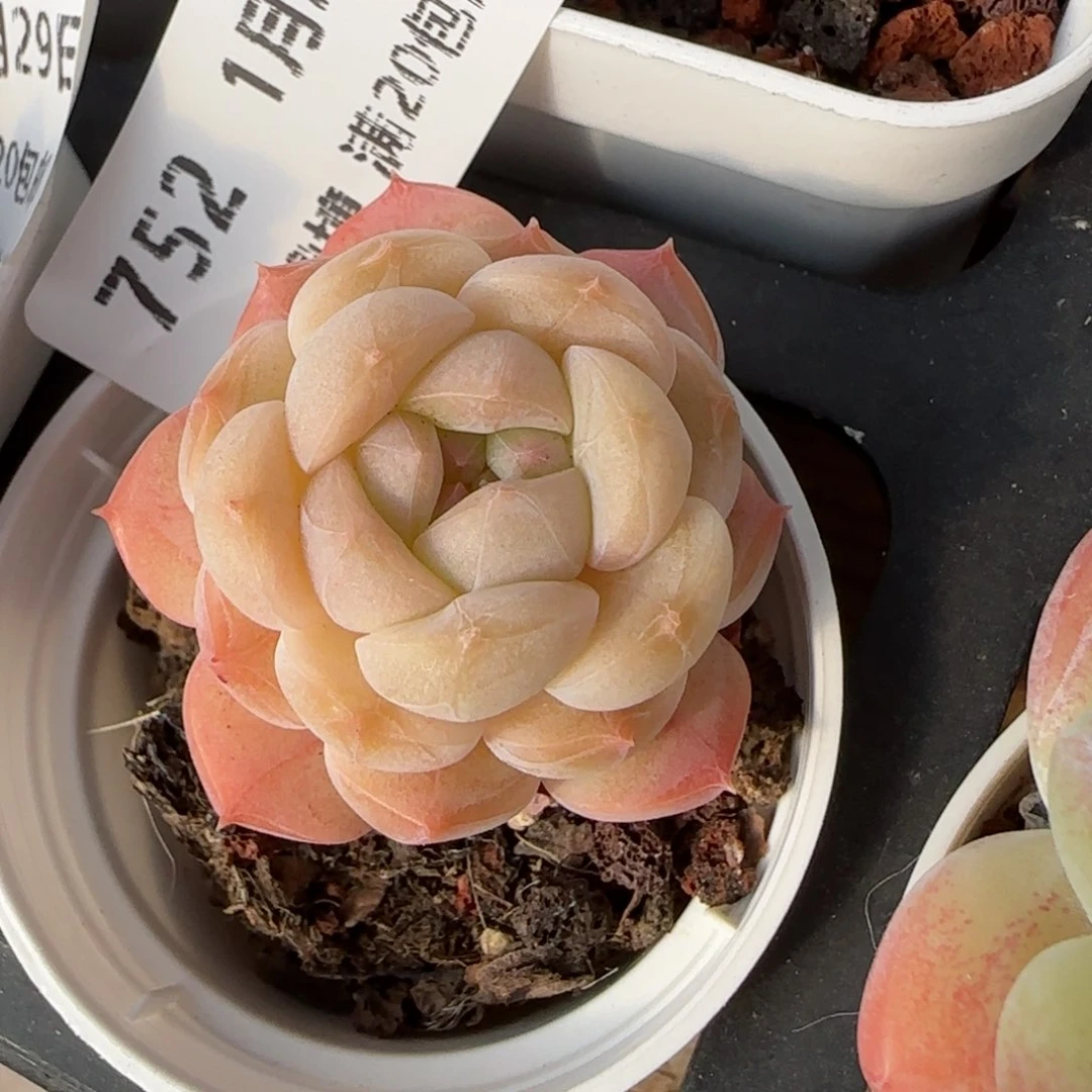 花语逸镜0129-752