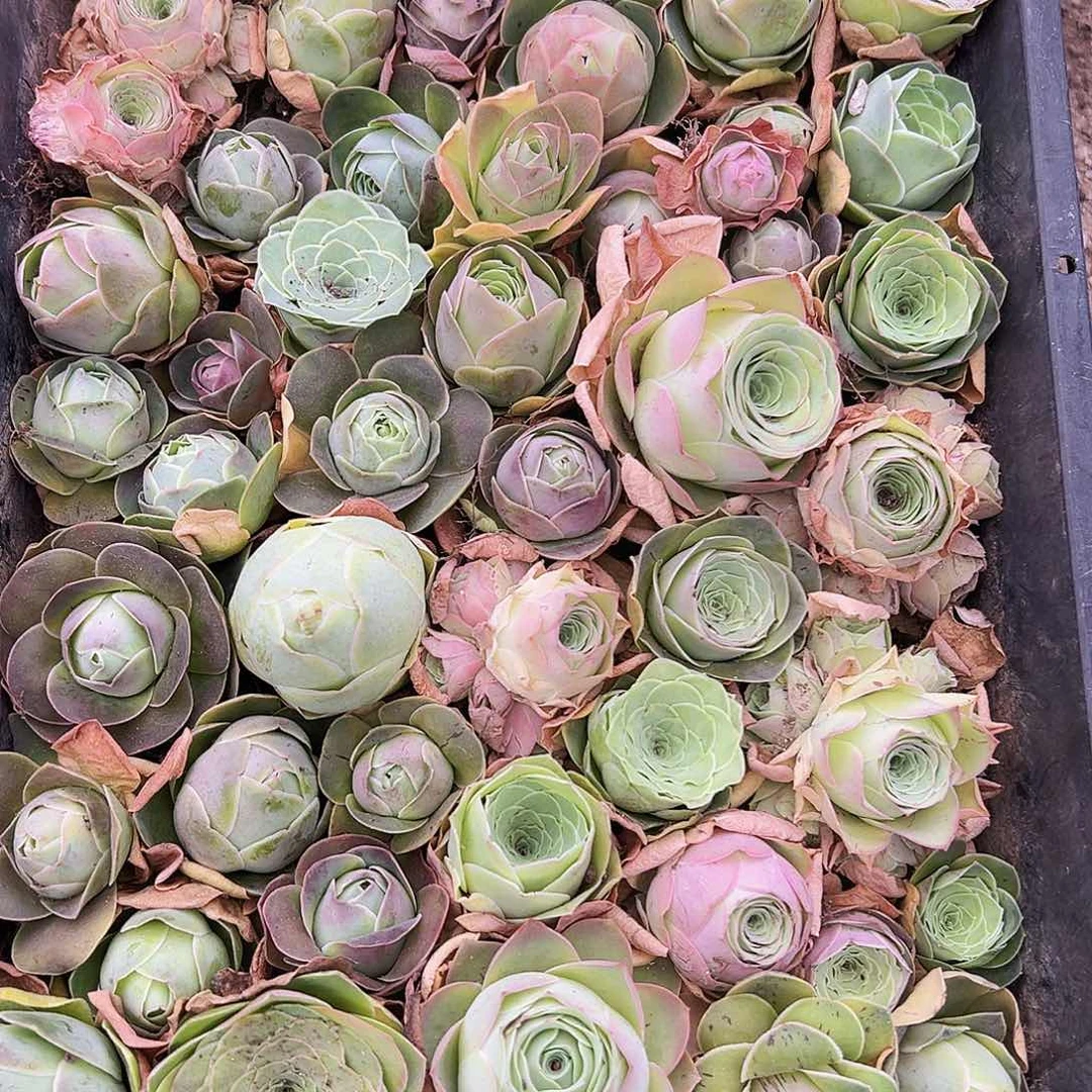 无花朵王***糖HR309一筐福利捡漏玫瑰混