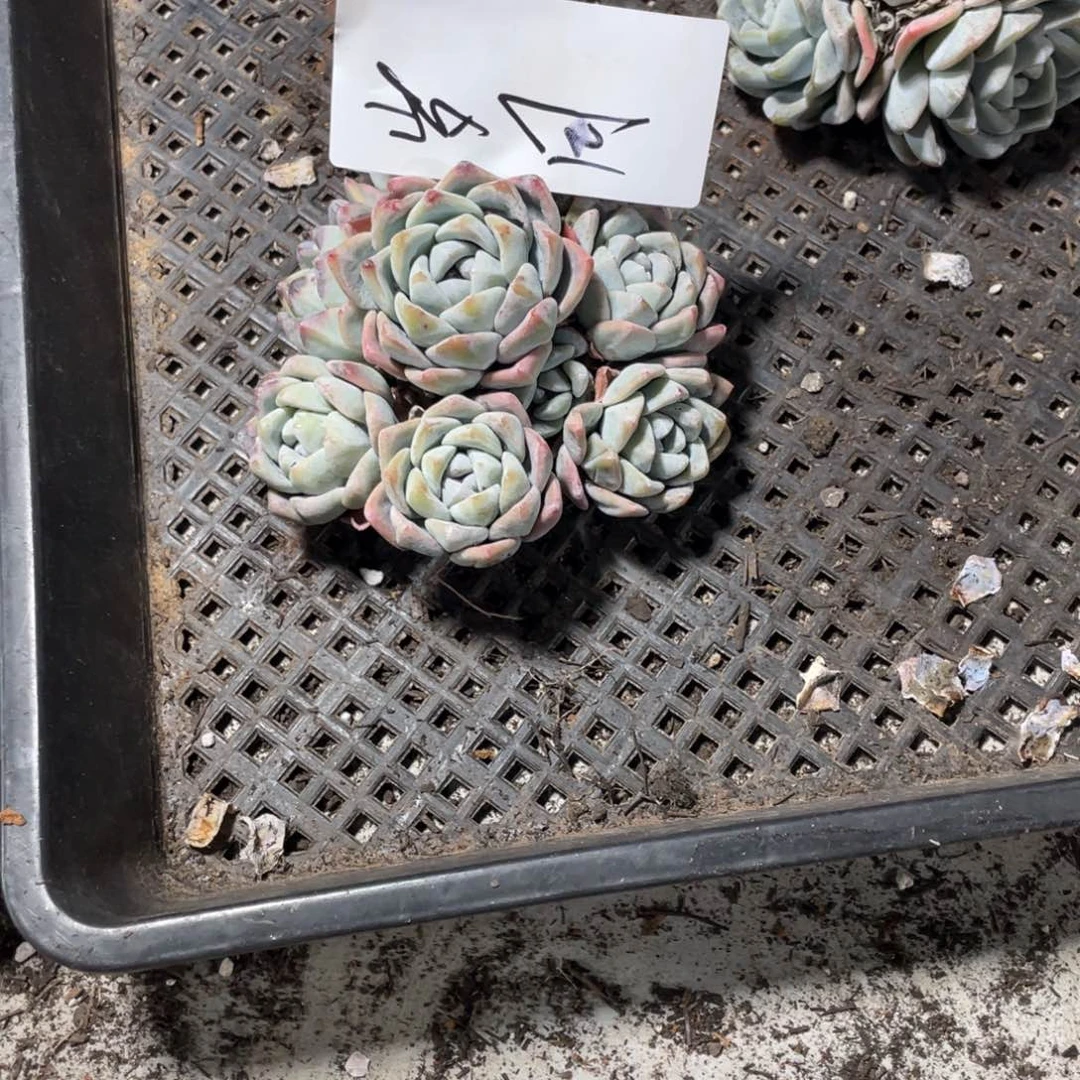 岁月专拍冰玉群生多头