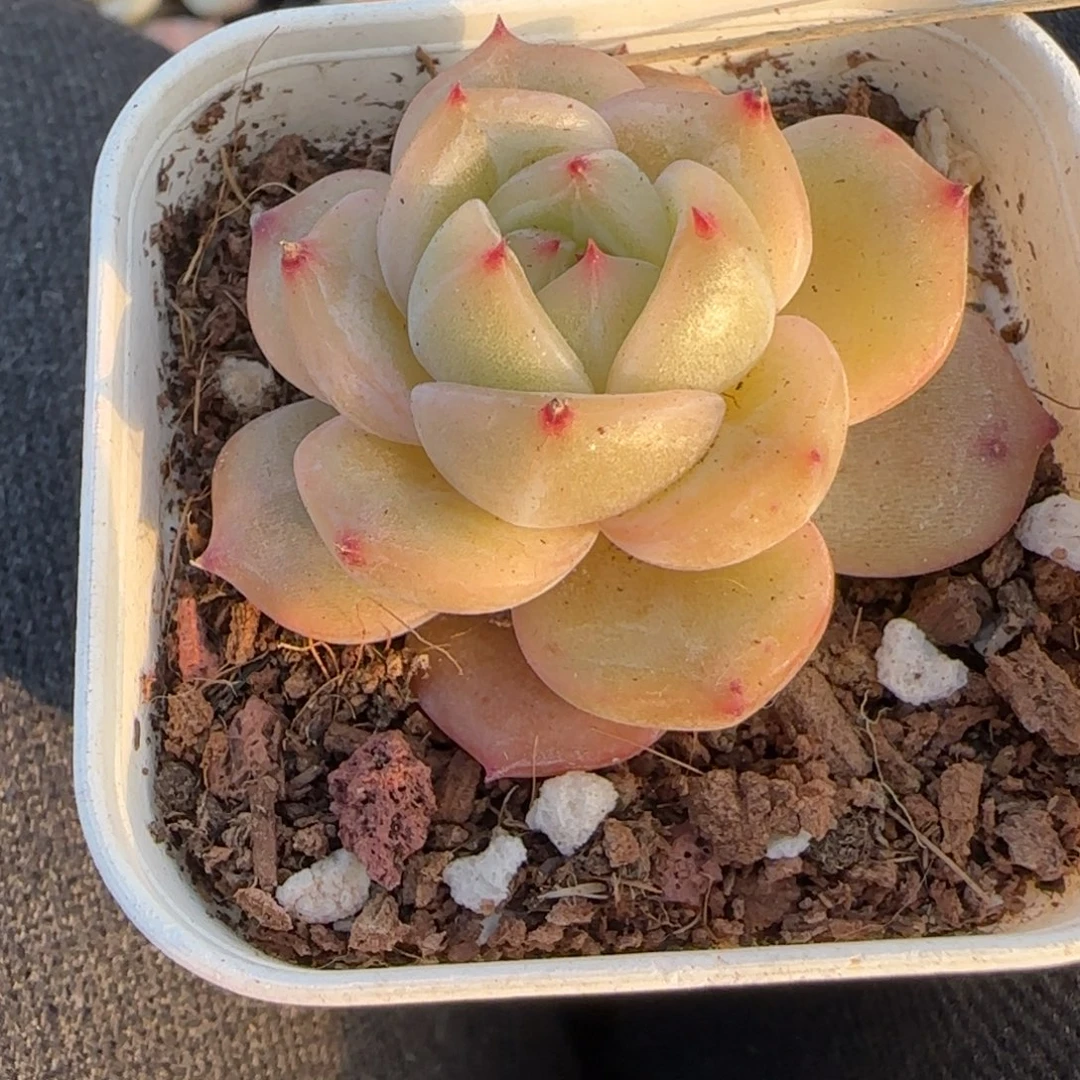 小卡拉米糖心一物一拍
