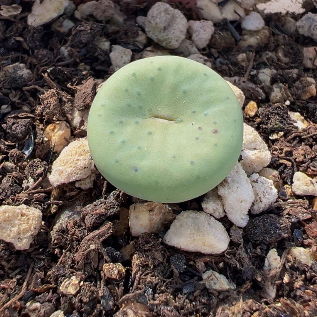 145多肉植物种类多样