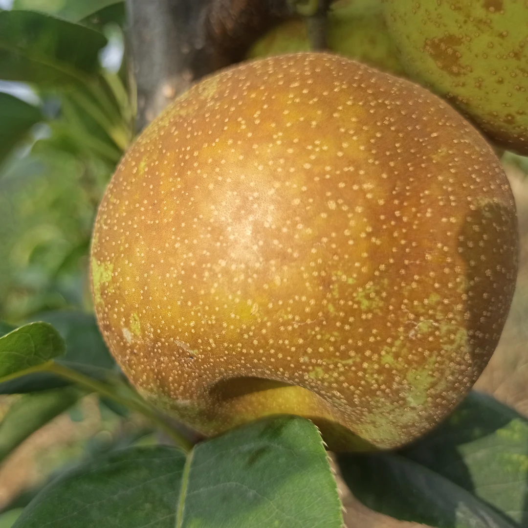 硒都恩施建始六月雪梨脆甜多汁核小无渣现摘现发仿野生种植12枚装