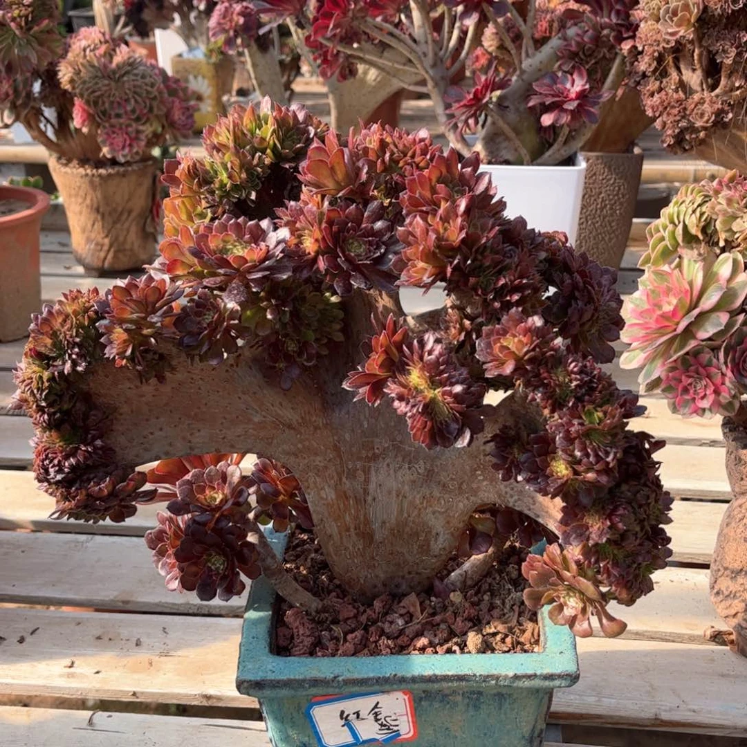 红金刚整版精品福利