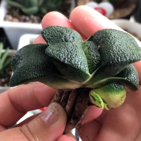 军配蜗牛母本带2侧牙哈哈哈哈哈