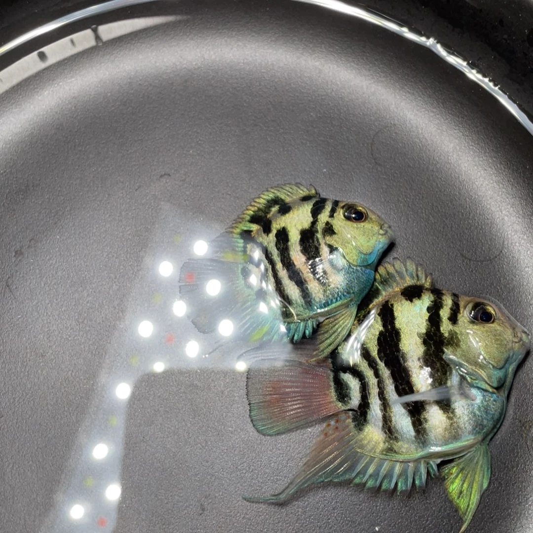 鹦鹉鱼极品宝蓝种鱼一对