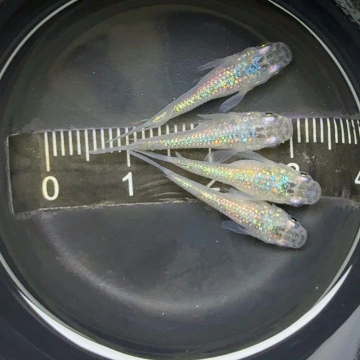 青鳉鱼短体蓝宝石34号