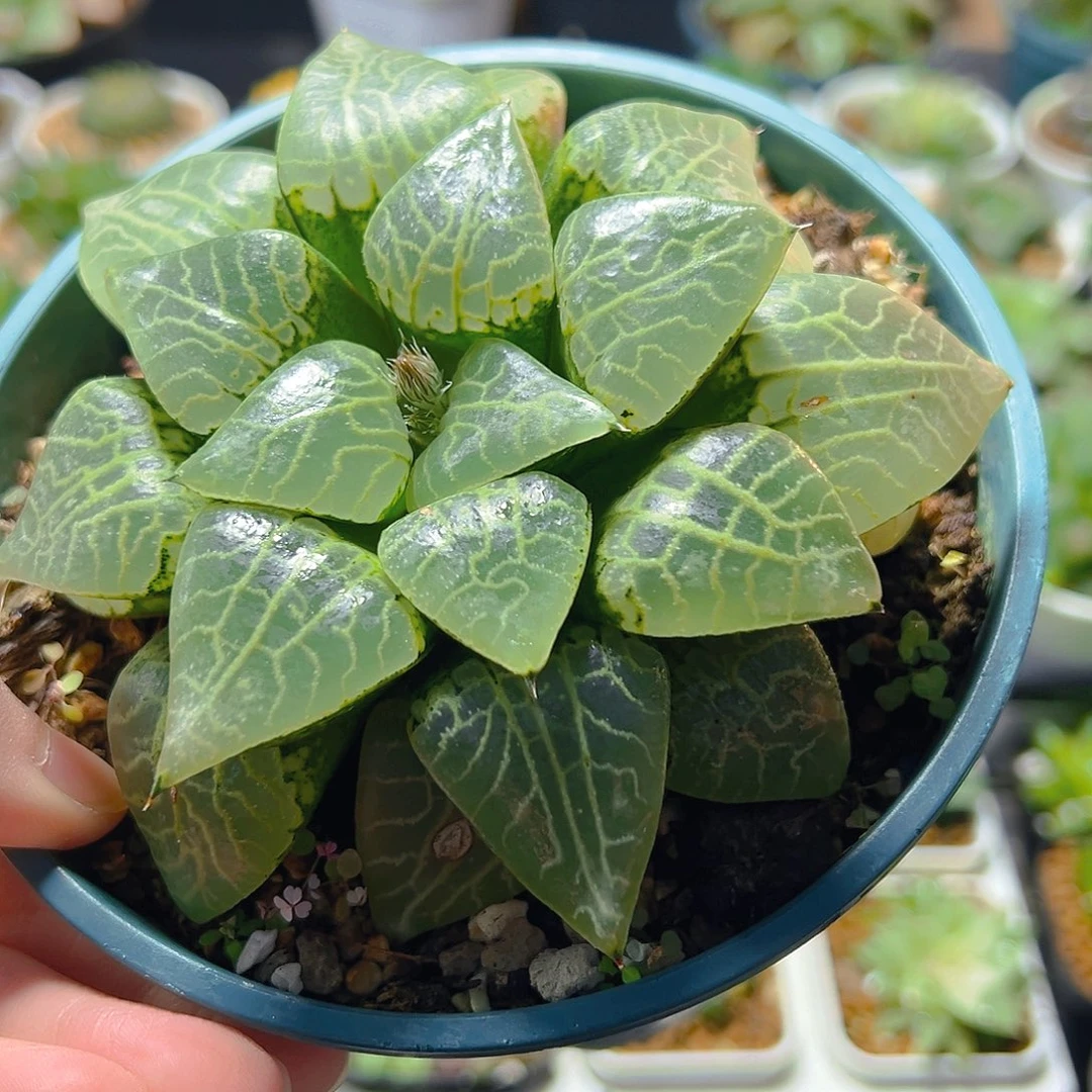 金***磨加仑盆水晶康平多肉植物一颗