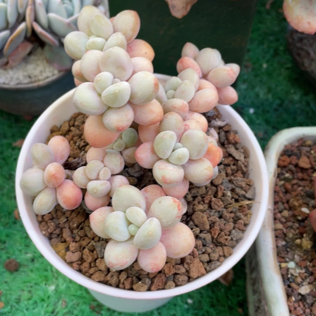 多肉植物盆栽多肉