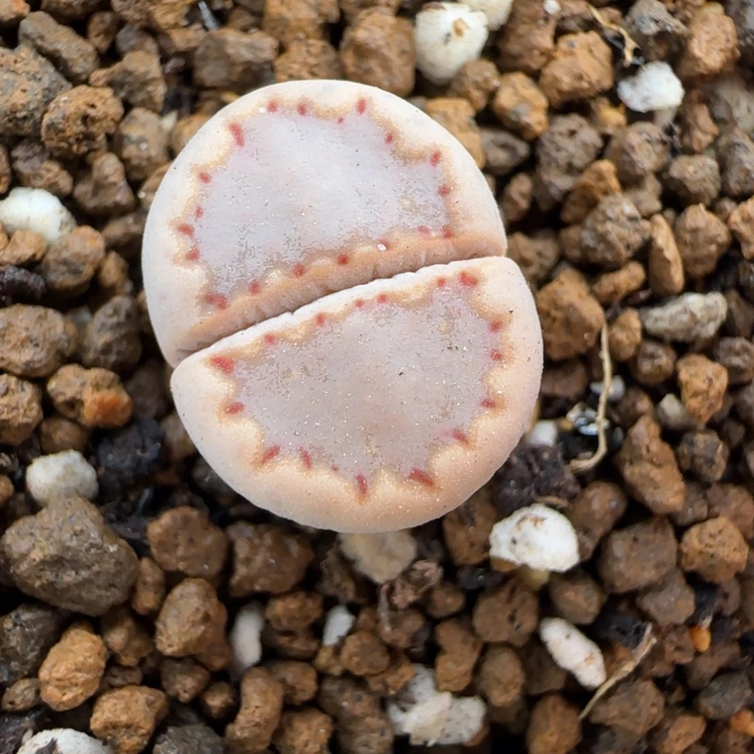 11.30.1621.013饼干.9047尺寸1.5cm