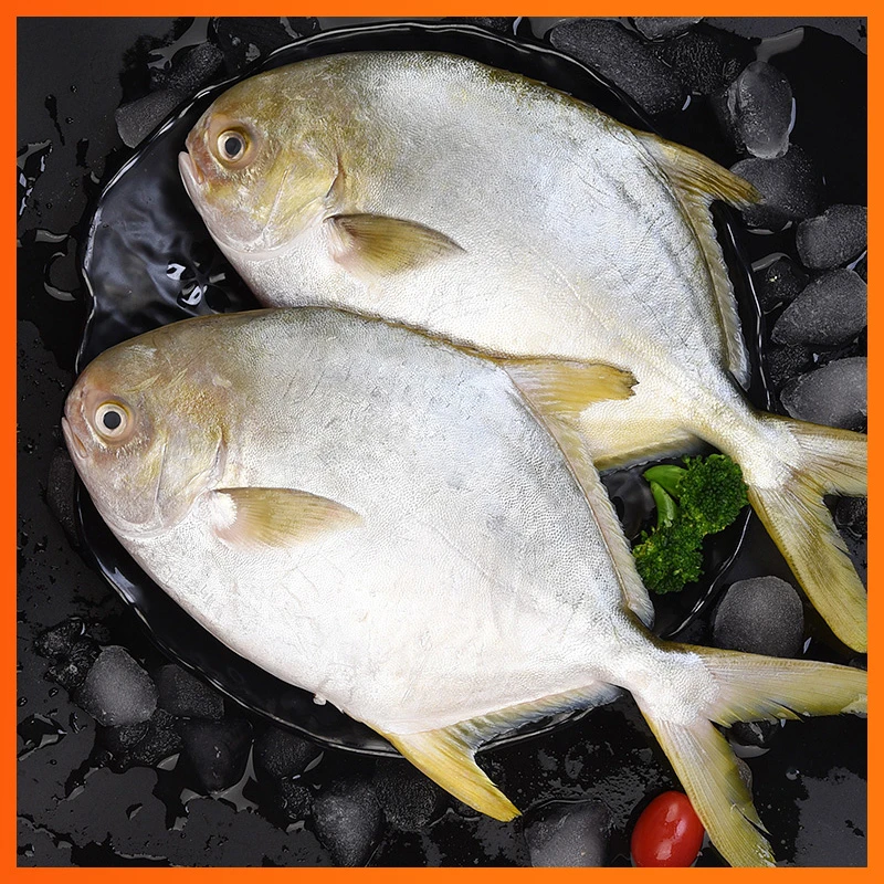 深海大金鲳鱼新鲜冷冻海捕金昌鱼海昌鱼平鱼海鲜水产海鱼海鲜