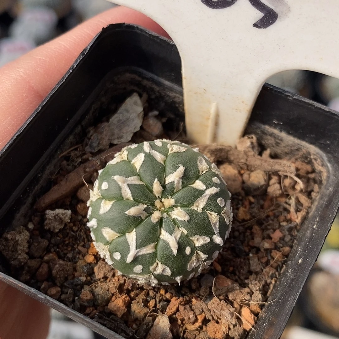 083v兜系列福利来啦