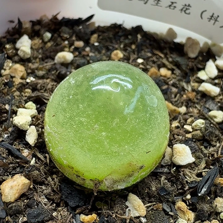 老马生石花2.1灯泡2549