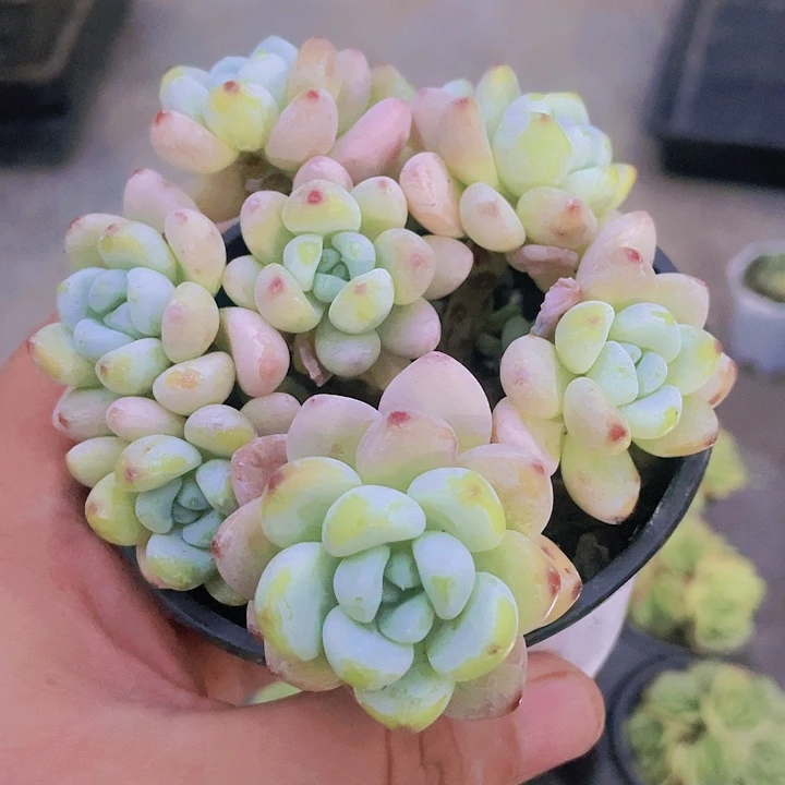洛奇15一盆65994949494946