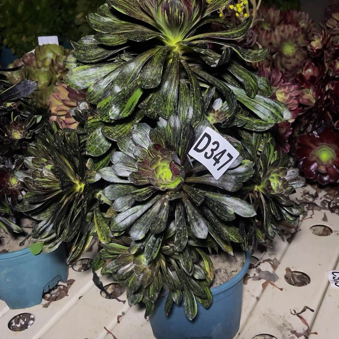 水墨丹青7/-15包邮法师