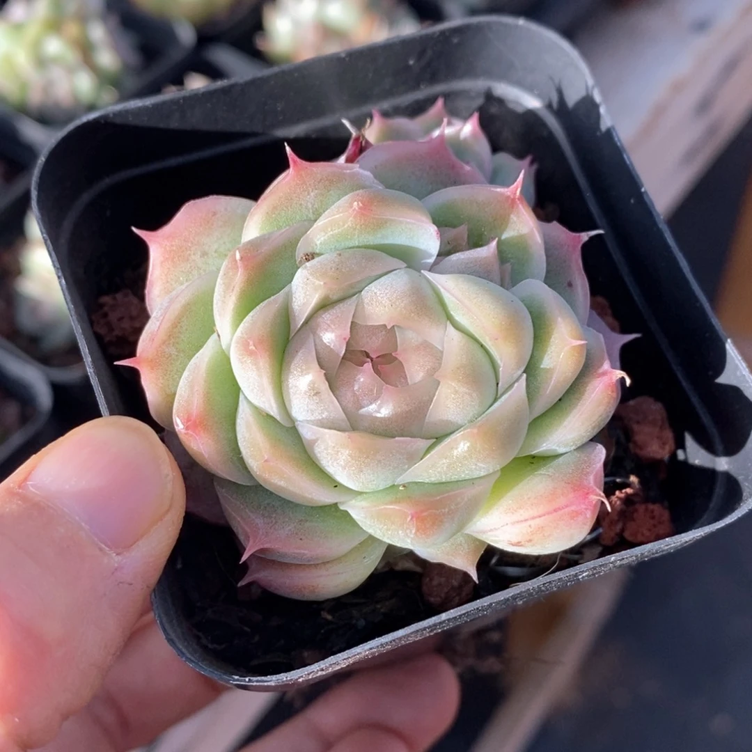 精品多肉一物一拍129