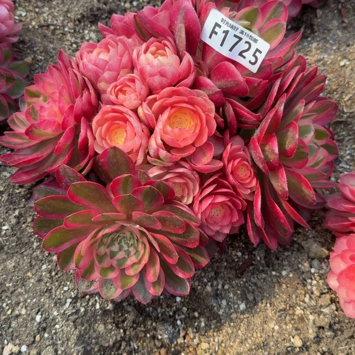 乖*姐1725到秋天费用。多肉植物