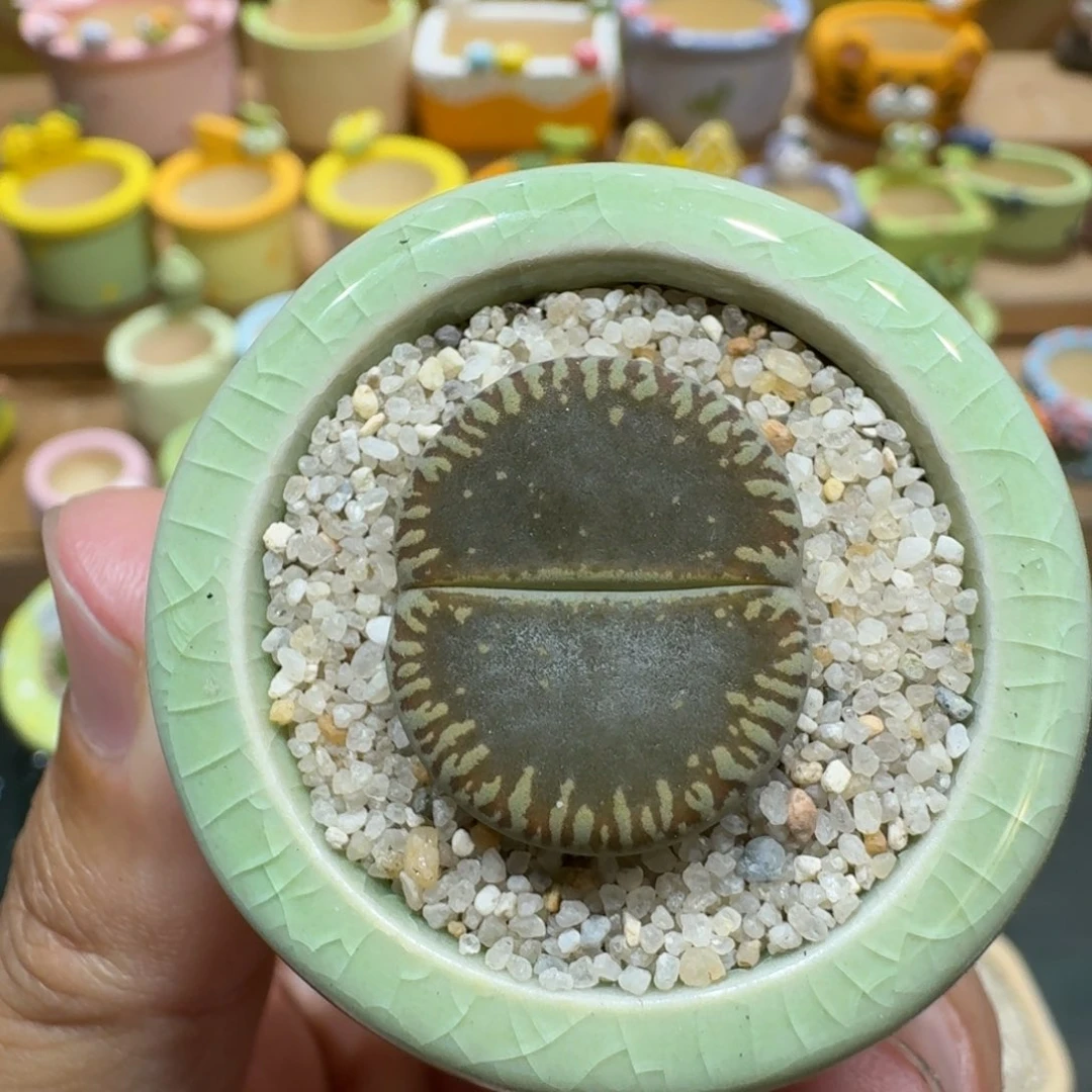 蘑菇1143流水日轮多肉植物