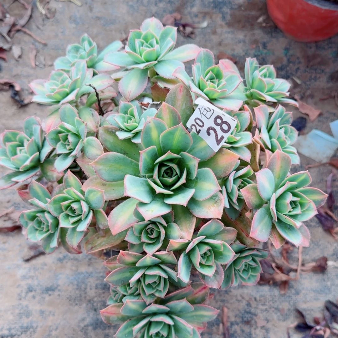 星灿多肉281满20包邮断枝不包