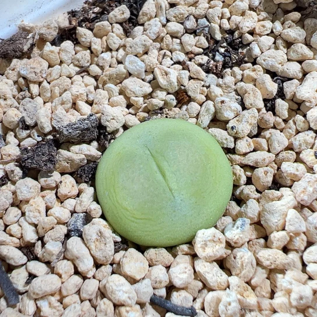 多肉植物130号拉登