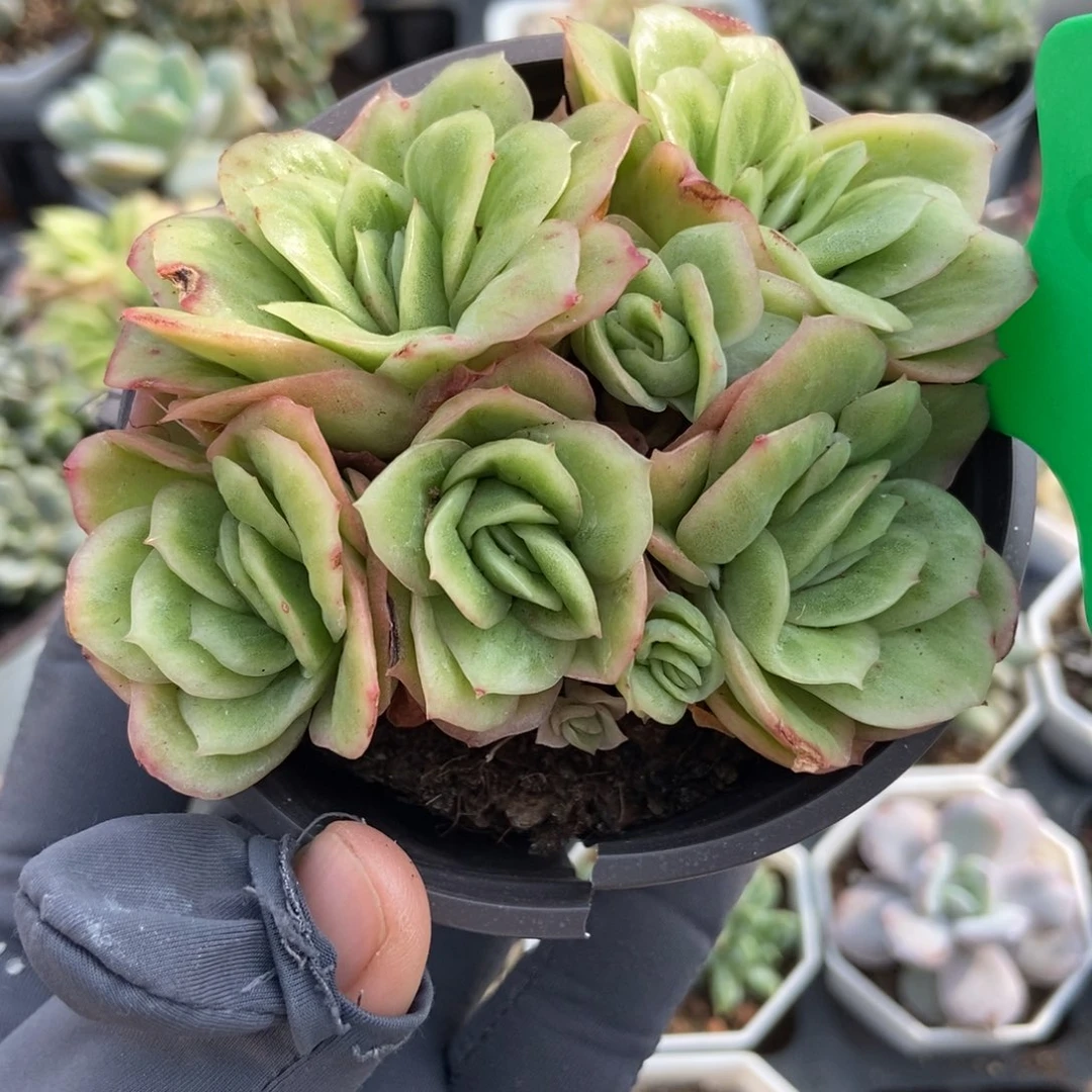 829冰玫瑰多肉植物