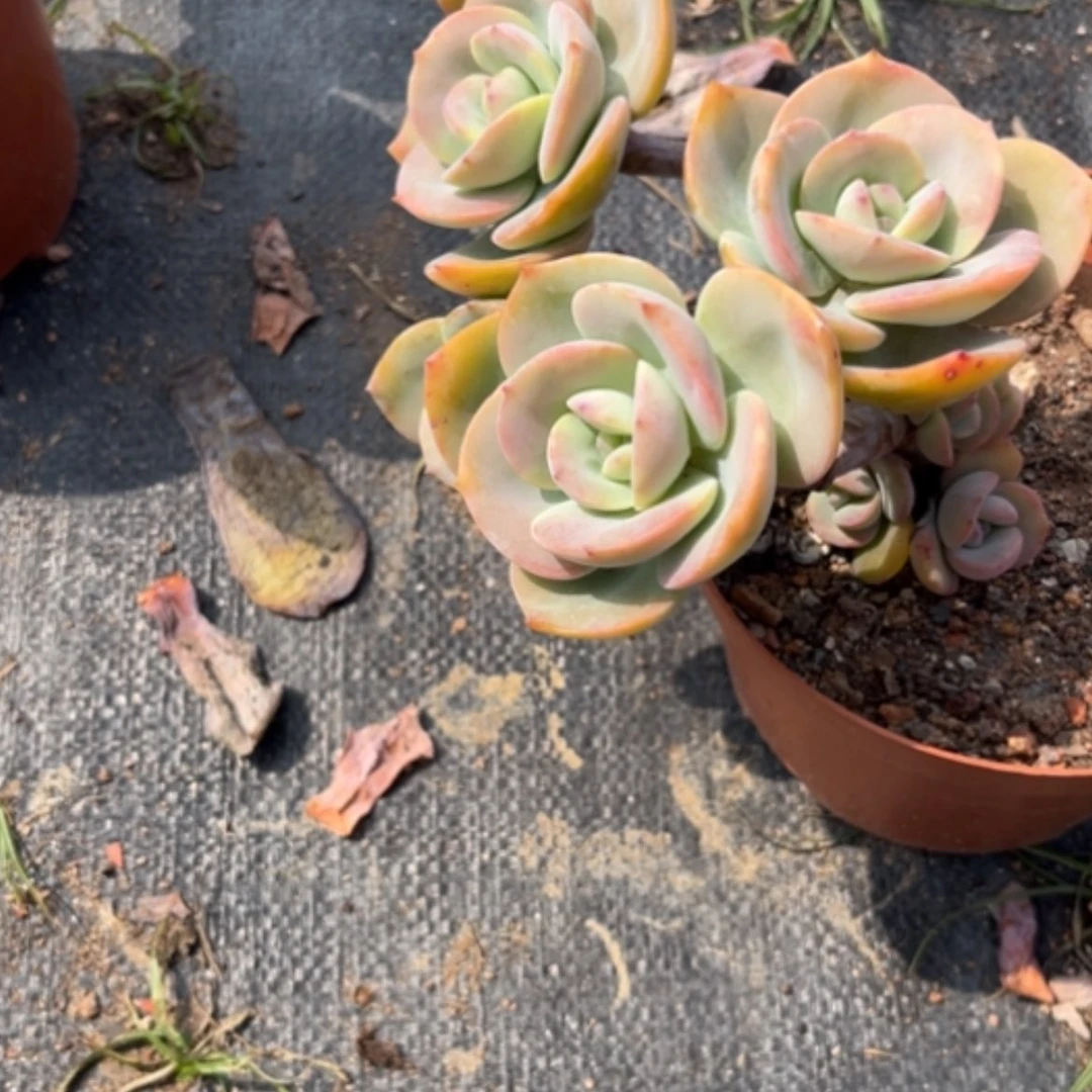 【闪购商品】M****a白凤