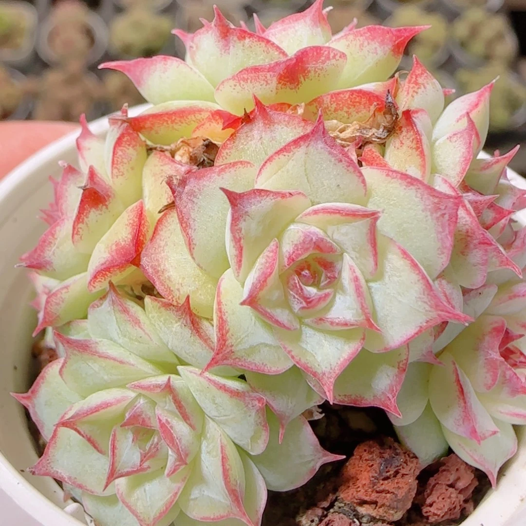 花语逸镜1106-134女王散