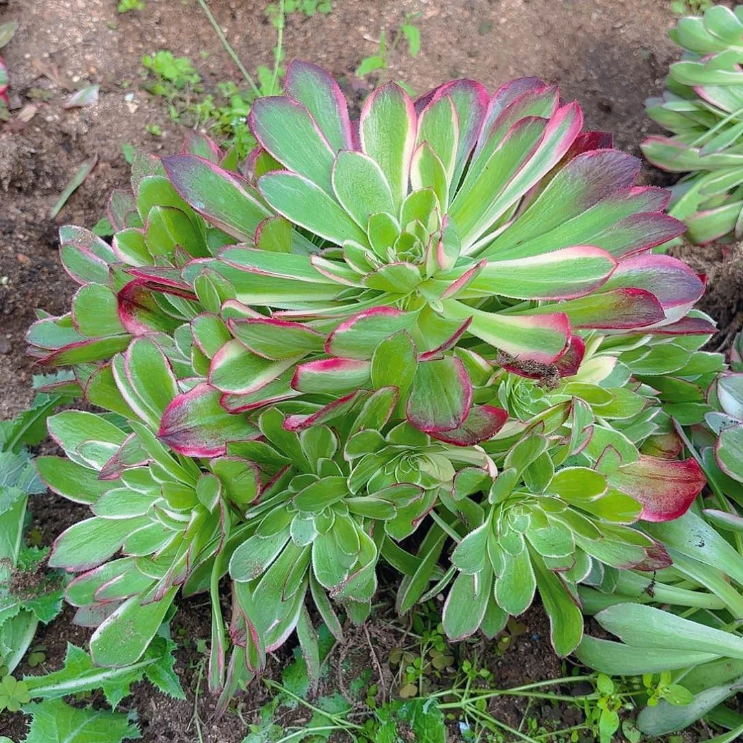 海王手捧多肉植物