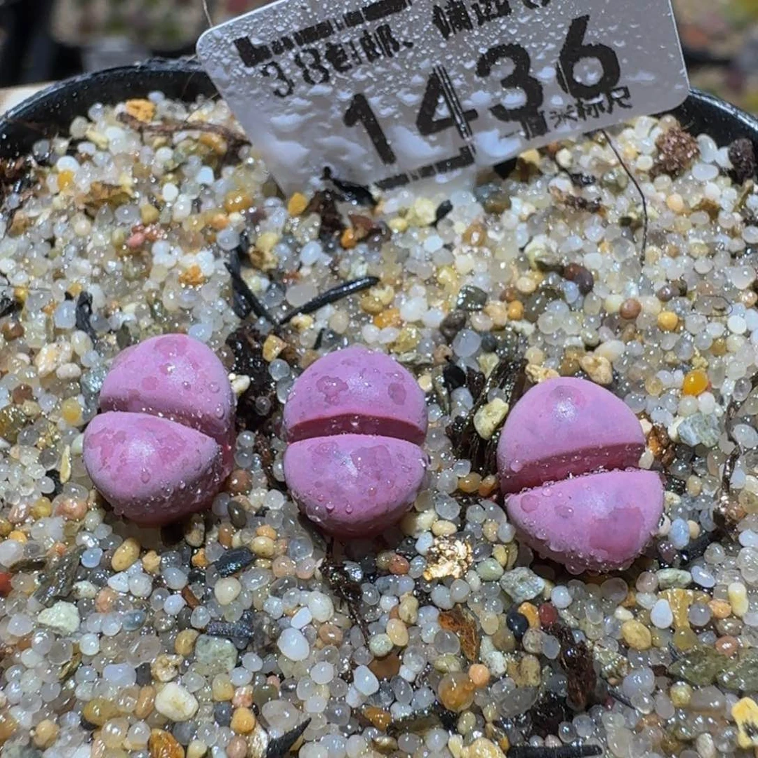 Sssss精品生石花1436