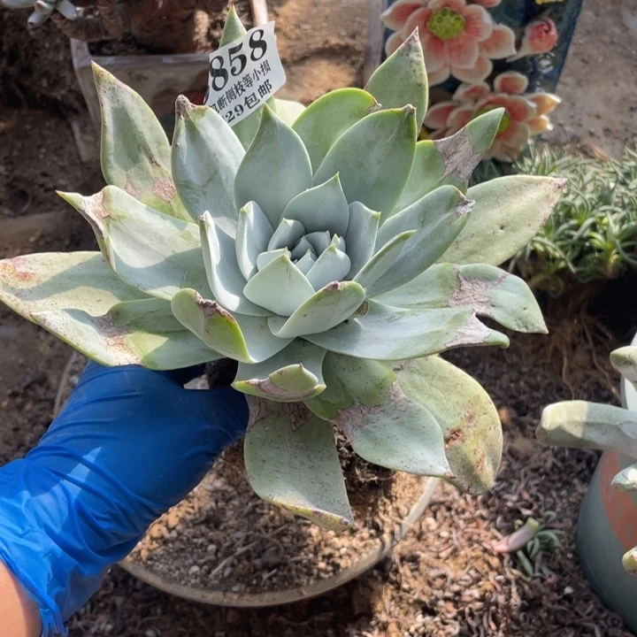 858号雪山多肉植物
