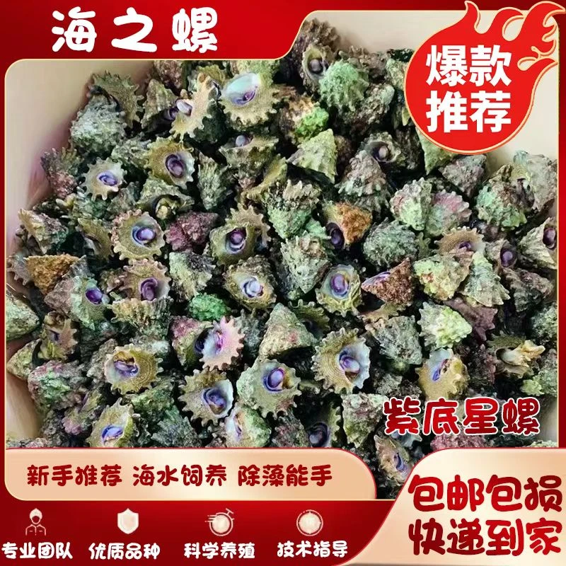 紫底金环宝螺海缸螺角观赏除藻宠物净化海螺海水水质清洁海缸星螺